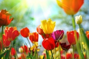 thumb_voorjaar-300x201_1024