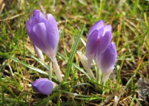 b-flora-krokus01-xl